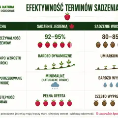 Jesienne sadzenie malin zapewnia 92-95% przeżywalność krzewów, dynamiczny wzrost i pełną ofertę odmian. To naturalnie lepszy wybór!