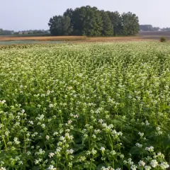 Rozległe pole kwitnącej gryki na poplon. W tle drzewa i pola uprawne.