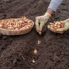 Ręce w kolorowych rękawiczkach sadzą małe cebulki w ziemi. Koszyk pełen cebulek czeka obok. To początek sadzenia cebuli.