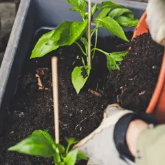 Sadzenie papryki z użyciem kompostu, jednego z nawozów organicznych przykłady. Rękawiczki chronią dłonie podczas pracy.