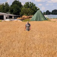 Rolnik w polu pszenicy, martwiący się o karę za brak OC rolnika. W tle budynki gospodarcze i zielona plandeka.