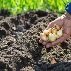 Dłoń trzyma cebulki, gotowe do sadzenia do gruntu. Właściwy czas na sadzenie cebuli do gruntu to wiosna.