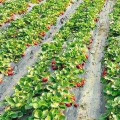 Rzędy zielonych krzaczków z czerwonymi owocami i białymi kwiatami. To piękna uprawa truskawek w pełnym słońcu.