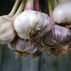 Pęczek świeżo zebranego czosnku zimowego z korzeniami. Idealny do przyprawiania potraw.
