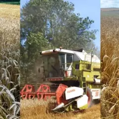 Kombajn żniwny w złocistym polu żyta. Rolnik oblicza, ile żyta z hektara uda się zebrać.