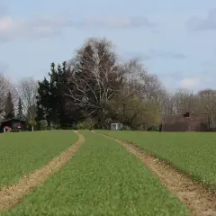 Zielona działka rolna z wyjeżdżonymi ścieżkami, zapowiadająca przekształcenie działki rolnej na budowlaną. W tle drzewa i budynki.