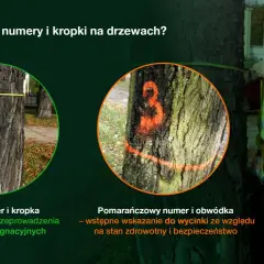 Drzewa z zielonymi oznaczeniami do pielęgnacji i pomarańczowymi do wycinki.