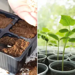 Sadzenie ogórków: ręka z nasionami nad doniczką z ziemią i młode sadzonki ogórków w plastikowych kubeczkach.