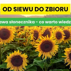 Pole pełne słoneczników, od siewu do zbioru. Poznaj tajniki uprawy słonecznika na ziarno.