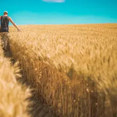 Mężczyzna idzie przez pole dojrzałego zboża. Czy komornik może zająć ziemię rolną? To pytanie nurtuje wielu rolników.