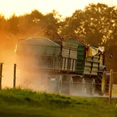 Ciężarówka z ziemniakami w kurzu podczas zbiorów. Słońce zachodzi nad polem, tworząc złocistą mgłę.