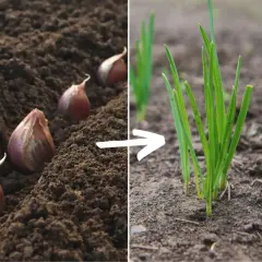 Sadzenie czosnku na zimę. Ząbki czosnku w ziemi i młode zielone pędy wyrastające z gleby.