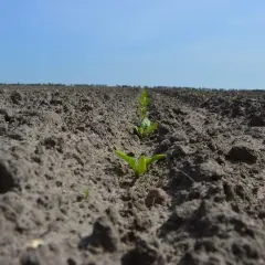 Młode, zielone kiełki buraka cukrowego wyrastają w rzędach na świeżo zaoranej ziemi.