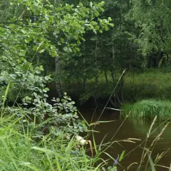 Zielony, bujny ciek wodny na działce, otoczony drzewami i trawami.