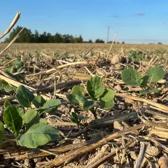 Młode rośliny rzepaku na poplon, wyrastające z mulczu słomy. Pole w słońcu, błękitne niebo.