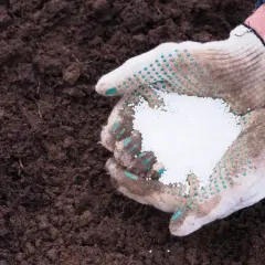 Ręce w rękawiczkach trzymają biały nawóz. Mocznik na trawnik co daje? Zapewnia azot, który odżywia trawę i przyspiesza jej wzrost.