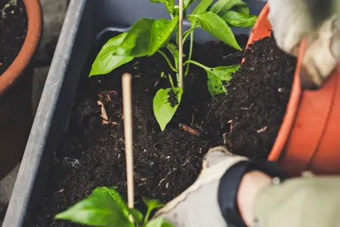 Sadzenie papryki z użyciem kompostu, jednego z nawozów organicznych przykłady. Rękawiczki chronią dłonie podczas pracy.
