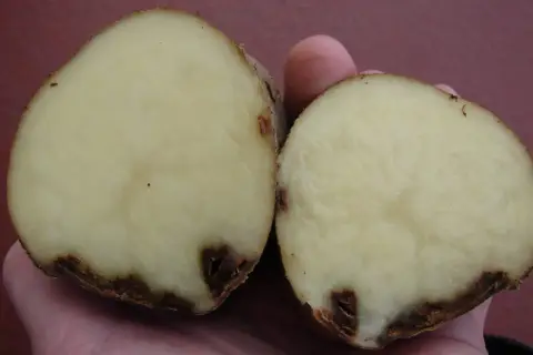 Przekrojony ziemniak z widocznymi ciemnymi plamami, wskazującymi na choroby ziemniaka.