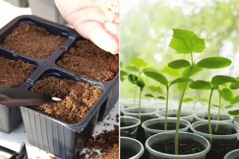 Sadzenie ogórków: ręka z nasionami nad doniczką z ziemią i młode sadzonki ogórków w plastikowych kubeczkach.