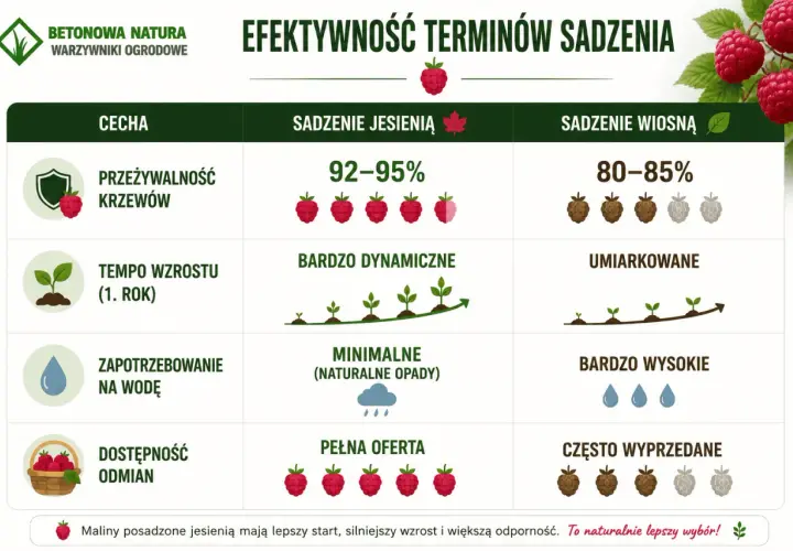 Jesienne sadzenie malin zapewnia 92-95% przeżywalność krzewów, dynamiczny wzrost i pełną ofertę odmian. To naturalnie lepszy wybór!
