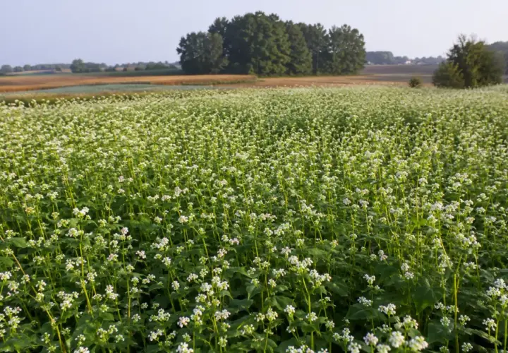 Rozległe pole kwitnącej gryki na poplon. W tle drzewa i pola uprawne.