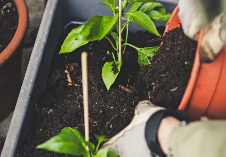 Sadzenie papryki z użyciem kompostu, jednego z nawozów organicznych przykłady. Rękawiczki chronią dłonie podczas pracy.
