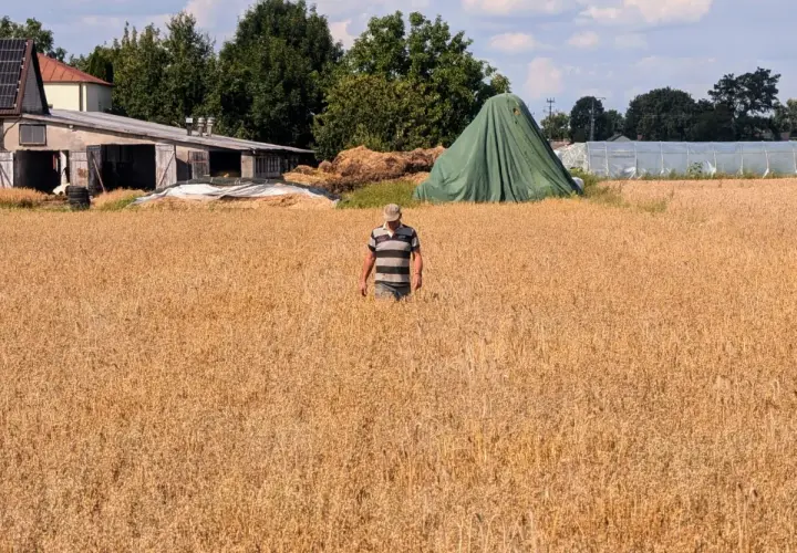 Rolnik w polu pszenicy, martwiący się o karę za brak OC rolnika. W tle budynki gospodarcze i zielona plandeka.