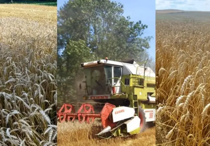 Kombajn żniwny w złocistym polu żyta. Rolnik oblicza, ile żyta z hektara uda się zebrać.