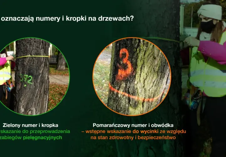 Drzewa z zielonymi oznaczeniami do pielęgnacji i pomarańczowymi do wycinki.