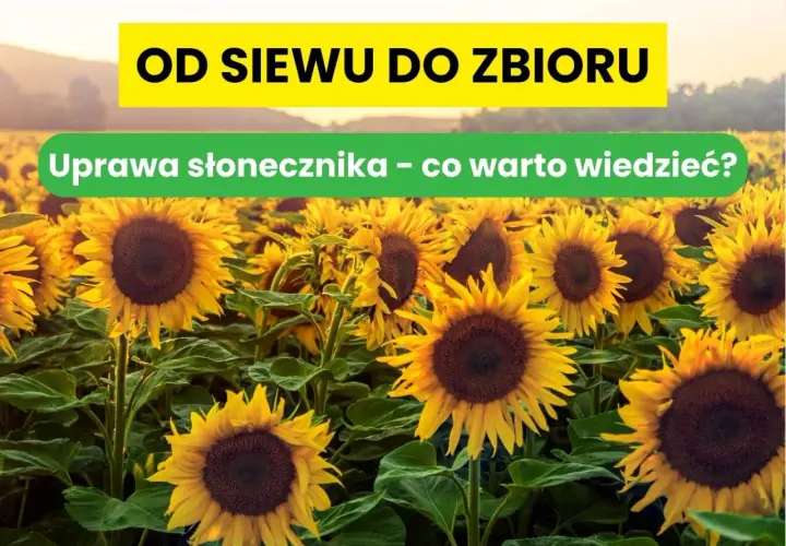 Pole pełne słoneczników, od siewu do zbioru. Poznaj tajniki uprawy słonecznika na ziarno.