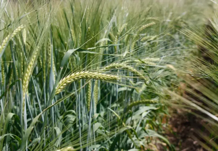Zielone kłosy jęczmienia jarego na polu. Idealny czas, kiedy siać jęczmień jary, to wiosna.