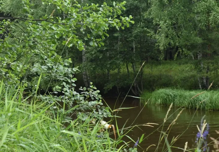 Zielony, bujny ciek wodny na działce, otoczony drzewami i trawami.