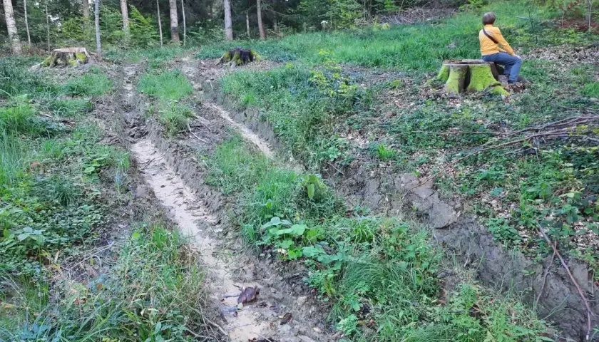 Błotnista ścieżka przecina leśną działkę. Na pniu siedzi osoba w żółtej kurtce, obserwując teren po wycince drzew.