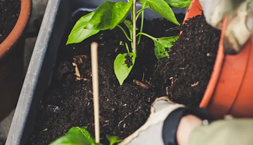 Sadzenie papryki z użyciem kompostu, jednego z nawozów organicznych przykłady. Rękawiczki chronią dłonie podczas pracy.