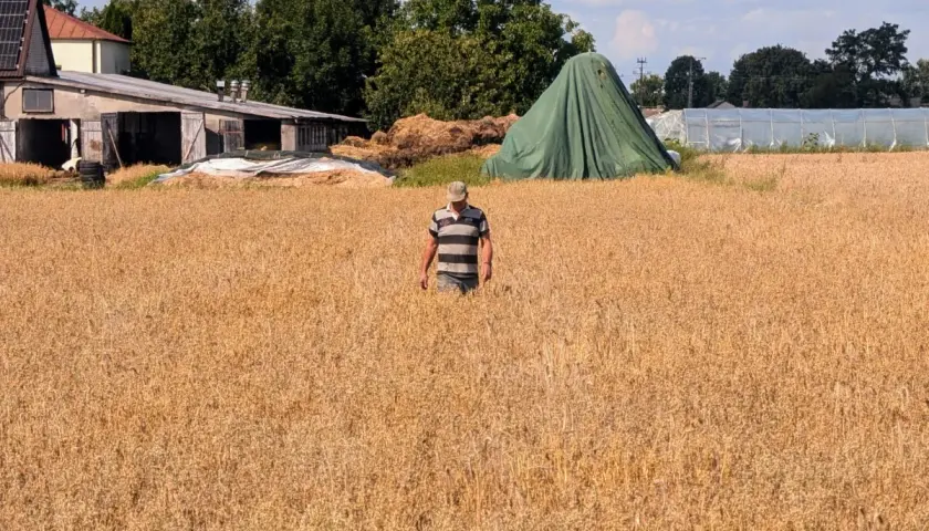 Rolnik w polu pszenicy, martwiący się o karę za brak OC rolnika. W tle budynki gospodarcze i zielona plandeka.
