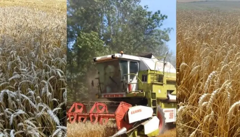 Kombajn żniwny w złocistym polu żyta. Rolnik oblicza, ile żyta z hektara uda się zebrać.