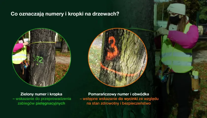 Drzewa z zielonymi oznaczeniami do pielęgnacji i pomarańczowymi do wycinki.
