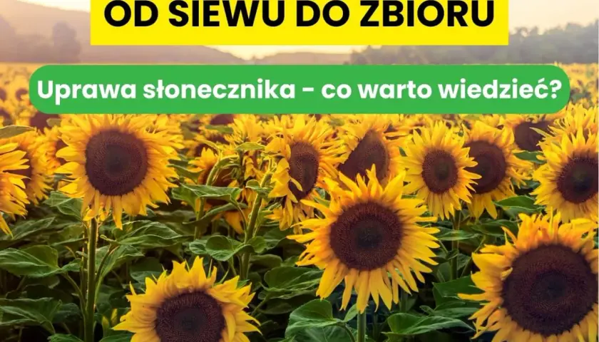 Pole pełne słoneczników, od siewu do zbioru. Poznaj tajniki uprawy słonecznika na ziarno.