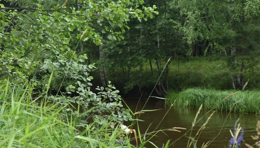 Zielony, bujny ciek wodny na działce, otoczony drzewami i trawami.