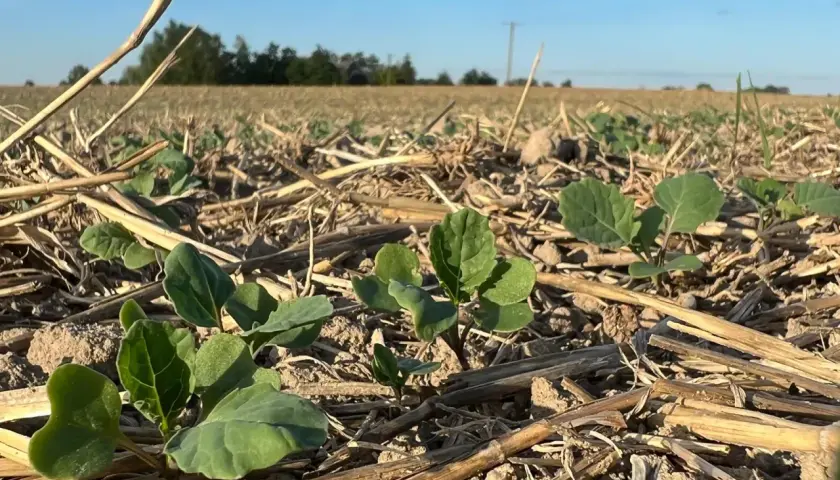 Młode rośliny rzepaku na poplon, wyrastające z mulczu słomy. Pole w słońcu, błękitne niebo.