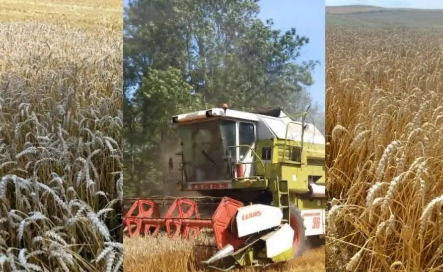 Ile żyta z hektara? Realne plony i czynniki sukcesu