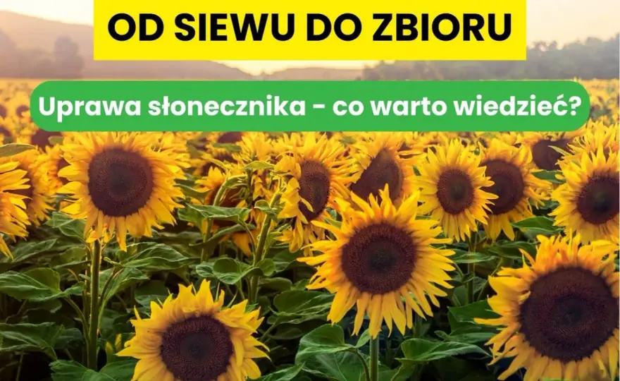 Uprawa słonecznika na ziarno - od siewu do zbioru