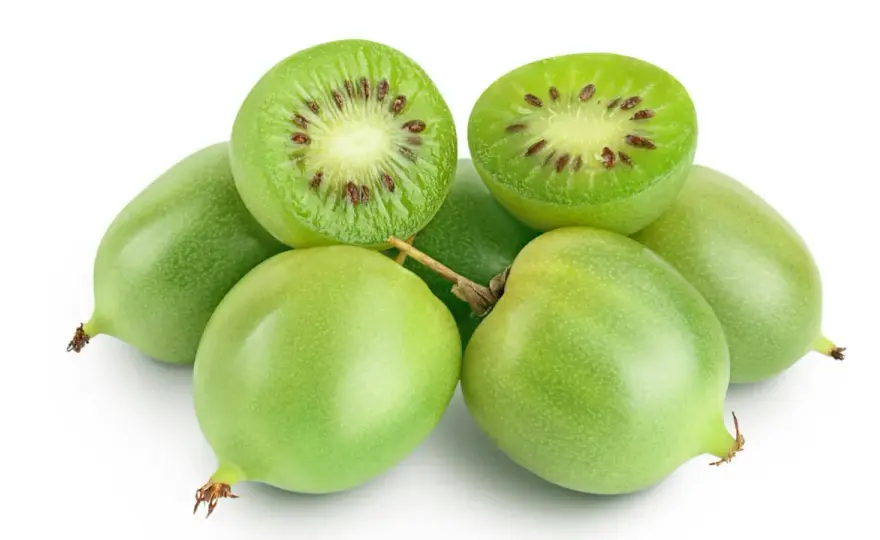 Mini kiwi w ogrodzie - sadzenie, cięcie i owocowanie