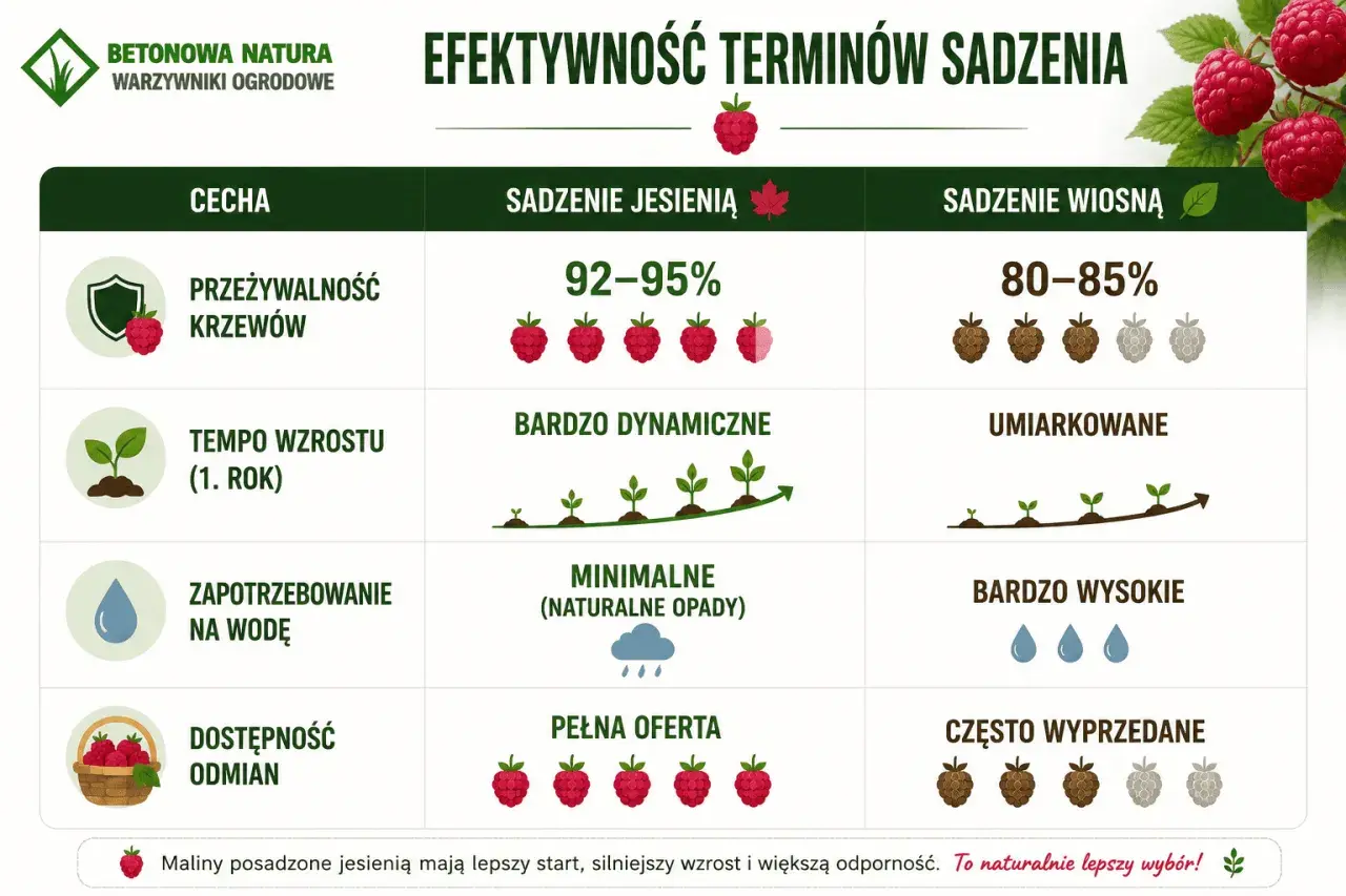 Jesienne sadzenie malin zapewnia 92-95% przeżywalność krzewów, dynamiczny wzrost i pełną ofertę odmian. To naturalnie lepszy wybór!