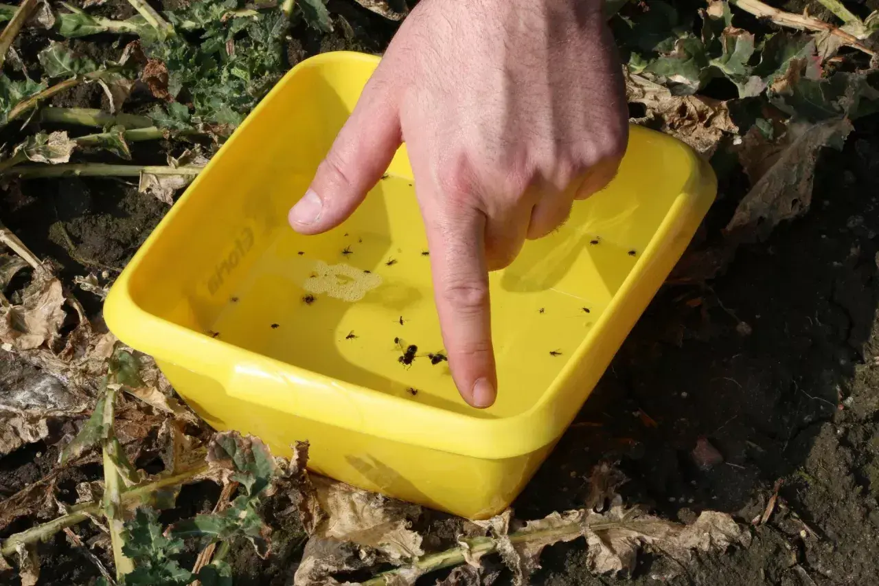 Dłoń wskazuje na żółtą pułapkę z wodą, w której utopiły się liczne owady, prawdopodobnie chowacz w rzepaku.