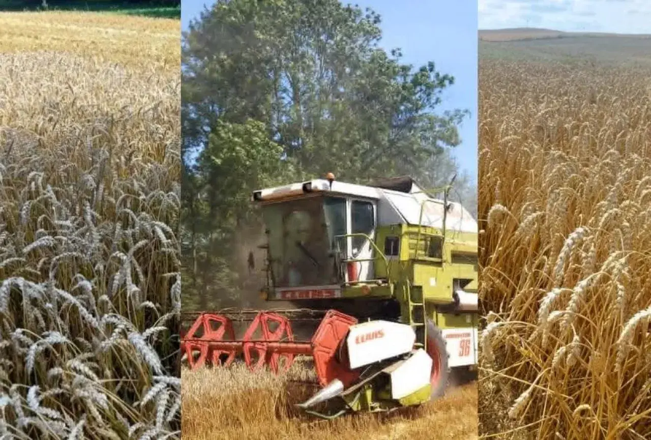 Kombajn żniwny w złocistym polu żyta. Rolnik oblicza, ile żyta z hektara uda się zebrać.