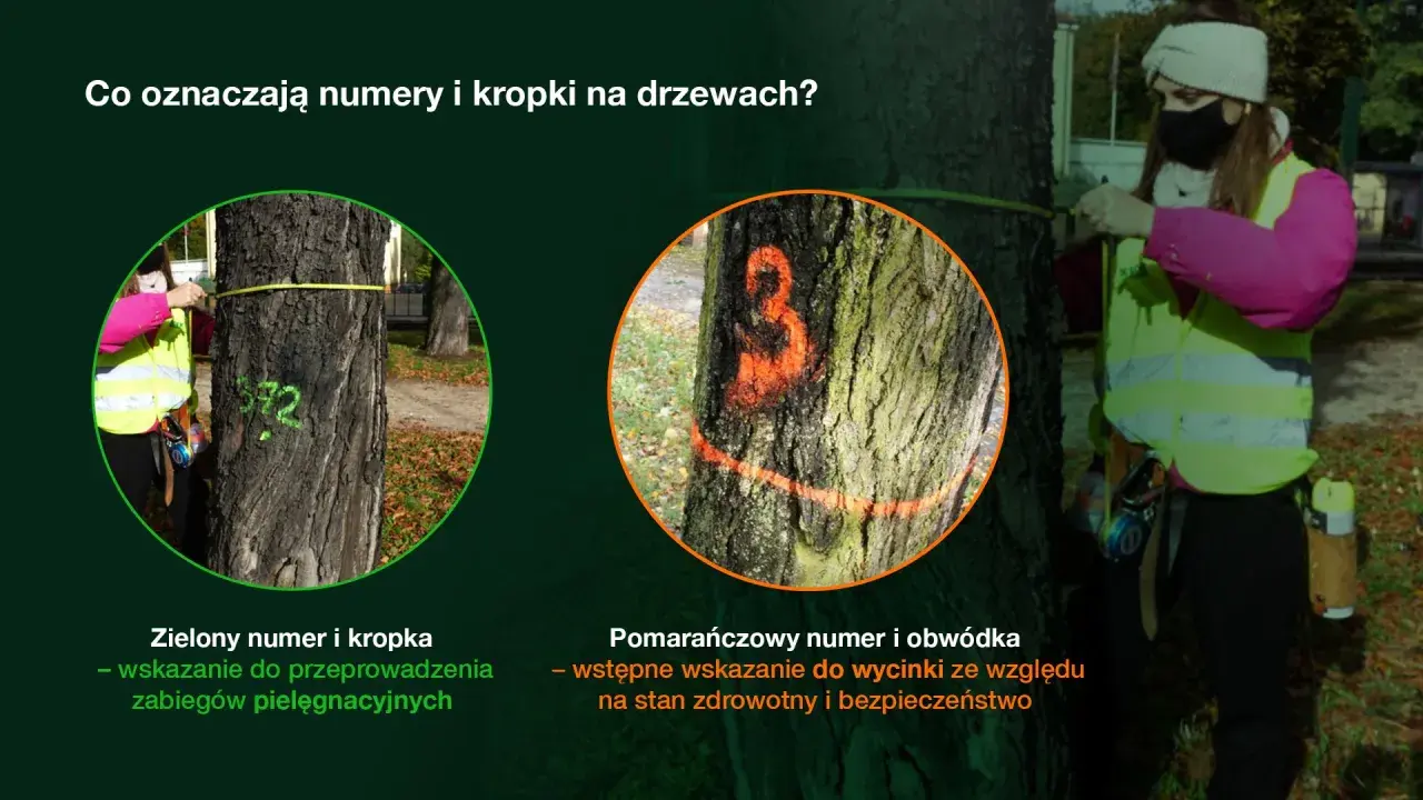 Drzewa z zielonymi oznaczeniami do pielęgnacji i pomarańczowymi do wycinki.
