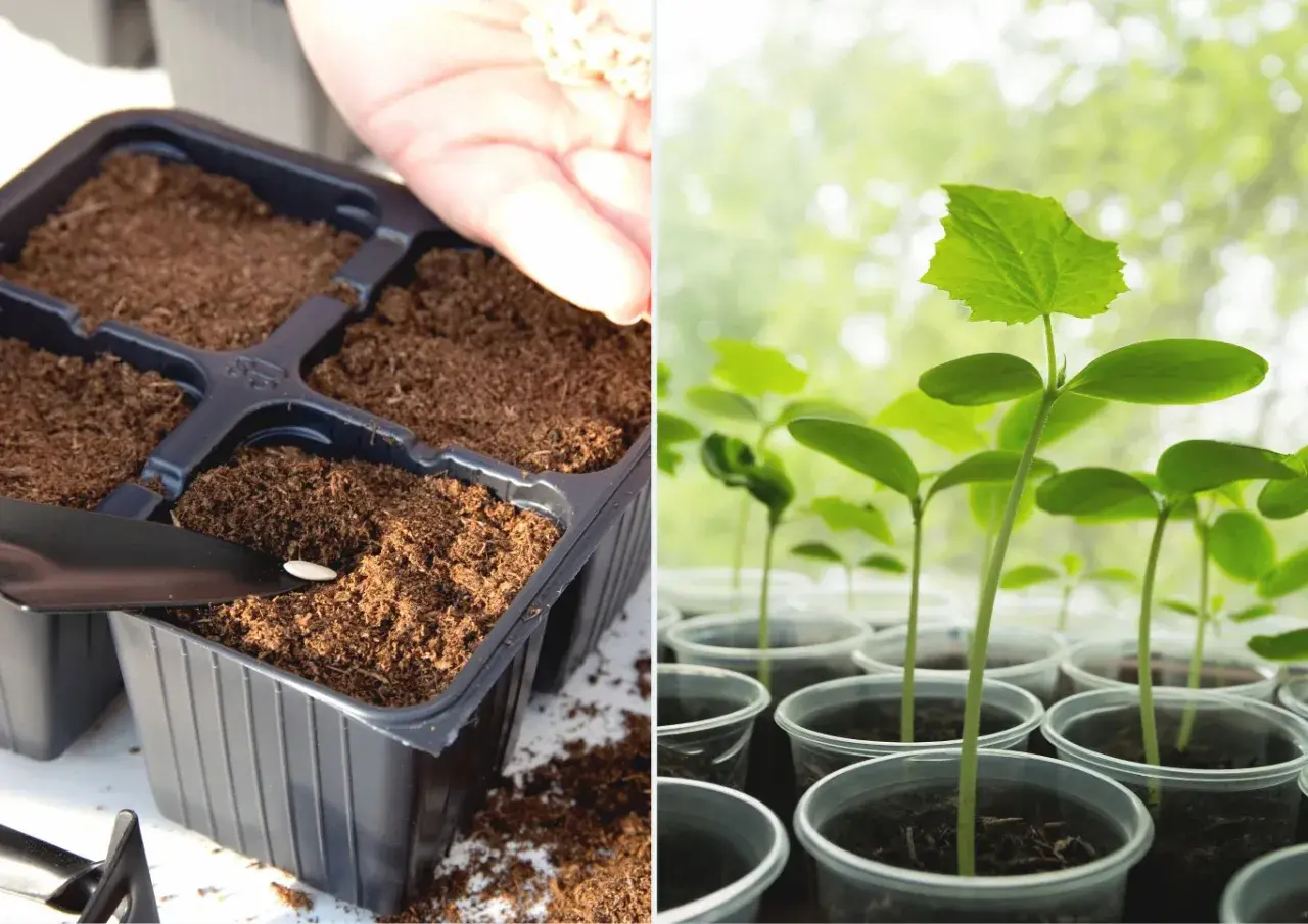 Sadzenie ogórków: ręka z nasionami nad doniczką z ziemią i młode sadzonki ogórków w plastikowych kubeczkach.