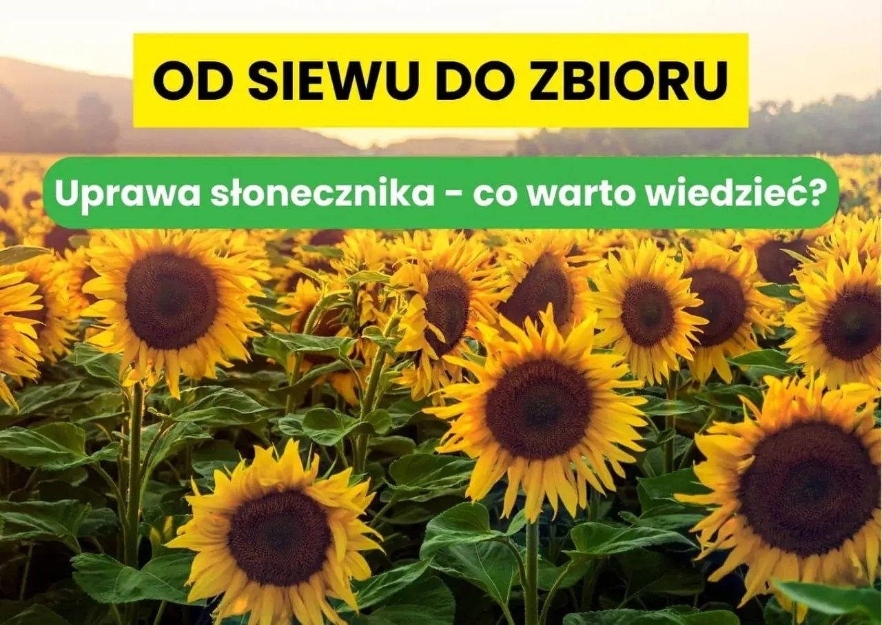 Pole pełne słoneczników, od siewu do zbioru. Poznaj tajniki uprawy słonecznika na ziarno.