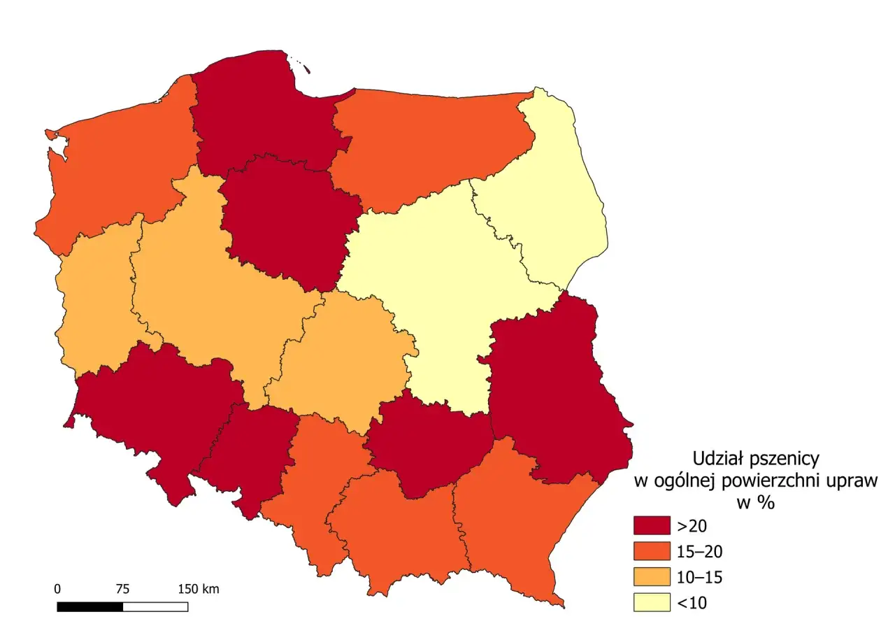 Mapa Polski pokazująca udział pszenicy w uprawach. Różne kolory oznaczają procentowy udział: od czerwonego (>20%) do żółtego (<10%).